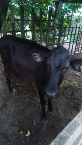 Novilha 