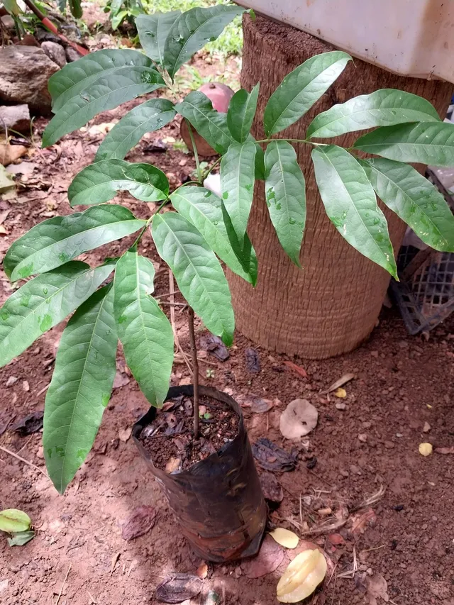 Muda de pitomba 50cm