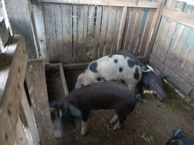 Porco, leitão macho