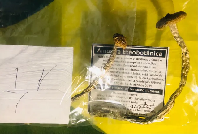 Amostra etnobotânica psilocybe cubensis
