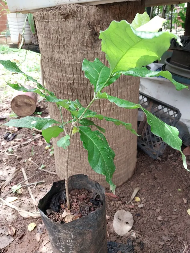 Muda de sereja amarela 40cm