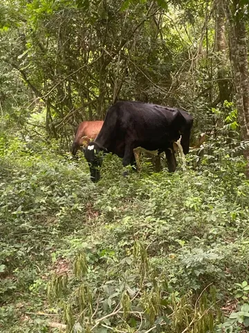 Vaca