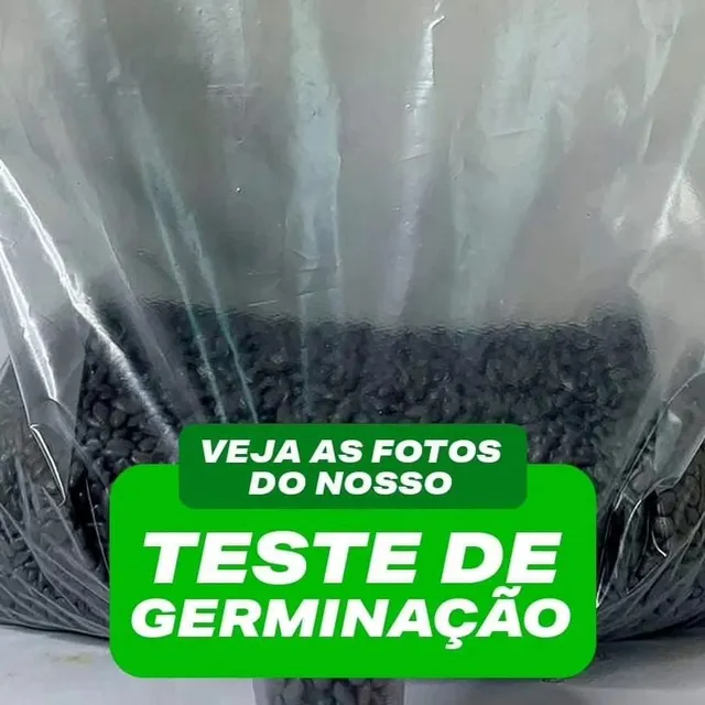 Sementes Capim Mavuno Braquiária Híbrida 20kg R$299,00