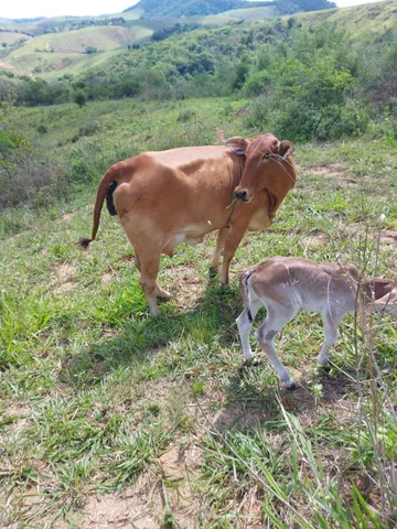 Novilhas paridas com bezerro