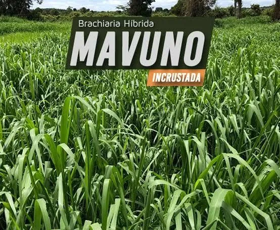 Braquiária Braquearão Marandu, Humidicula, Ruzizienses, mavuno.