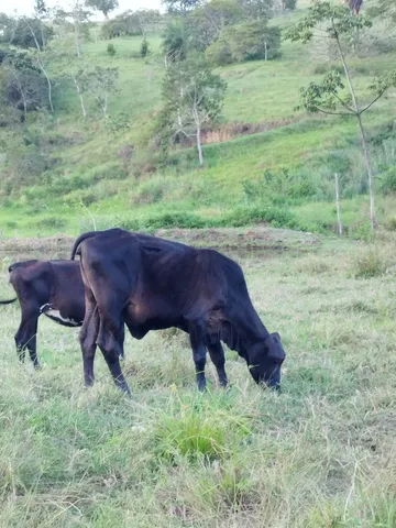 Novilha mestiça 