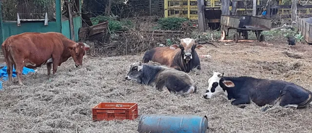 Vendo 3Vacas Bezerro & Touro