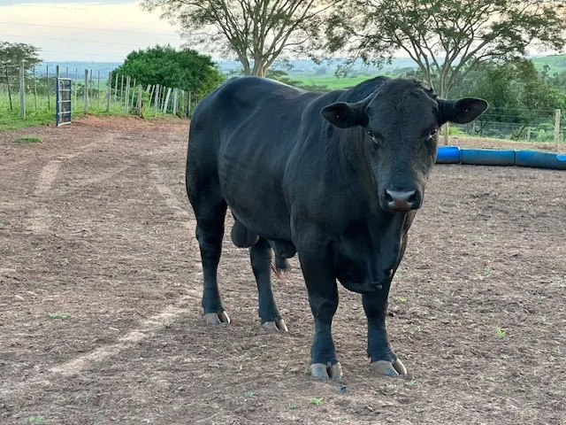 touro angus ultrablack vpj PO