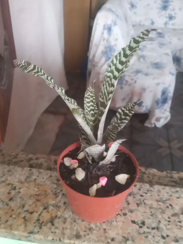 Planta zebra da verde