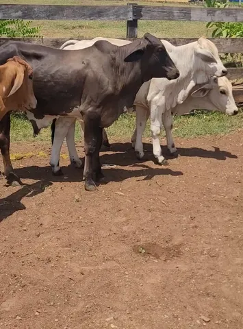 Vendo Lote de 4 garrotes 