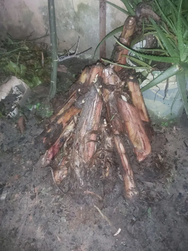 MUDAS BANANA PACOVAM