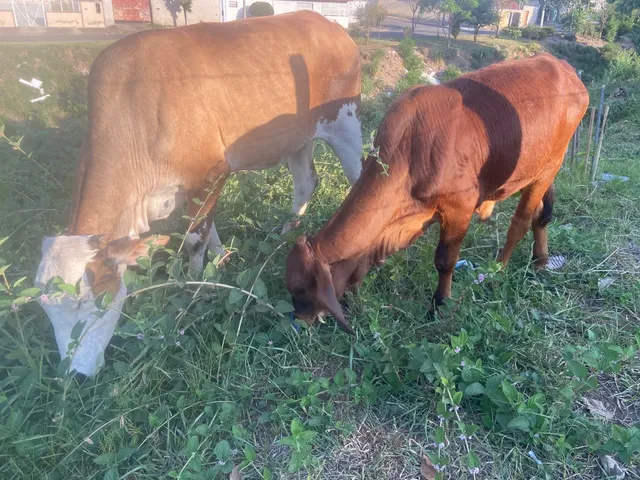 Vacas leiteiras de excelente qualidade e produção 