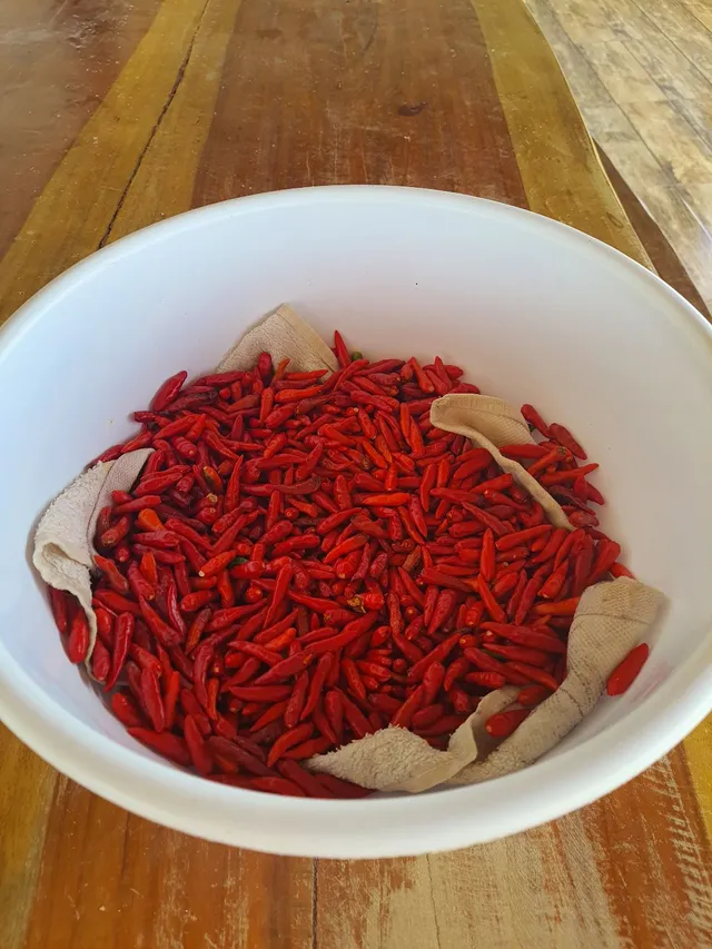 Pimenta malagueta 