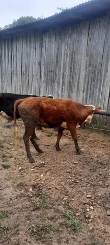 Novilho e novilha