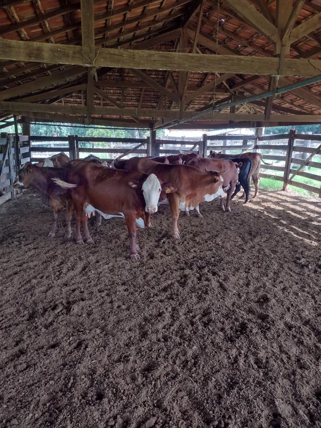 Novilhas e vacas Brafort 