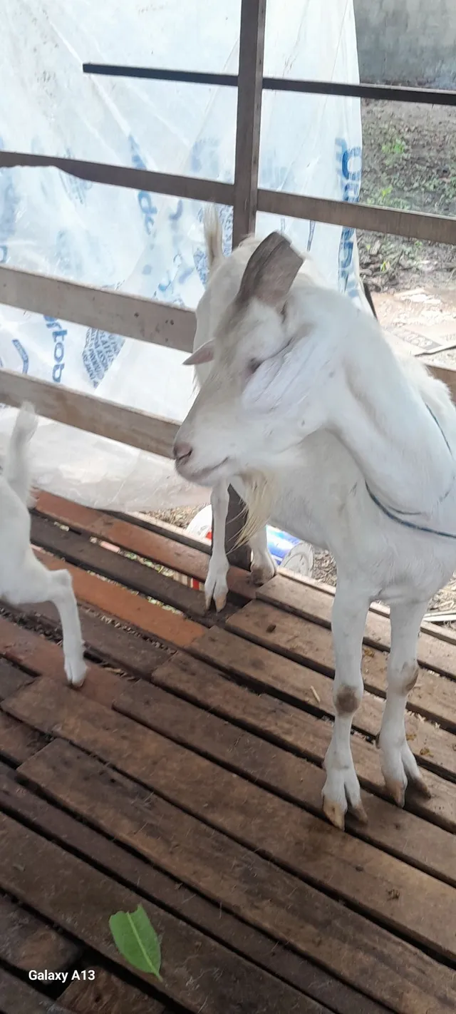Cabras 
