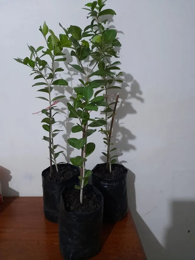 Mudas de Acerola 