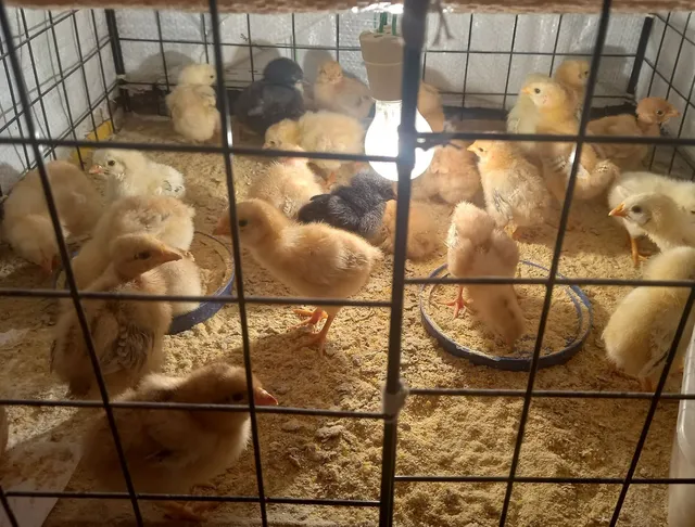 Pintinhos 