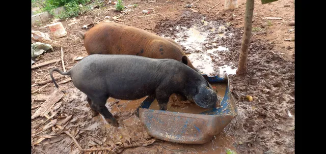 Vendo porca caipira.
