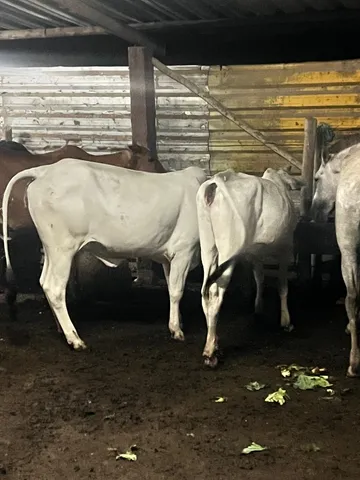 Vendo vaca e bezerra