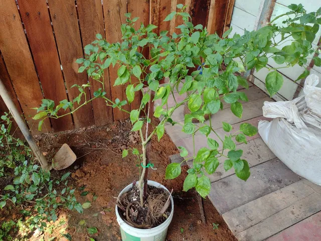 Vendo pimenta de cheiro