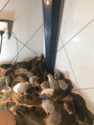 Vende-se angolinhas