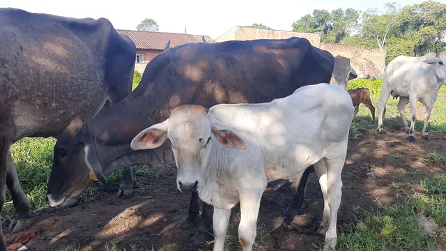 Vaca com bezerro mestiço nelore