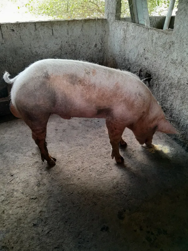Vendo bacurins pietran/duroc