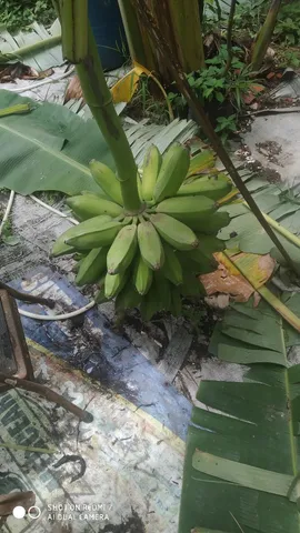 Mudas de bananeiras em Duque de Caxias