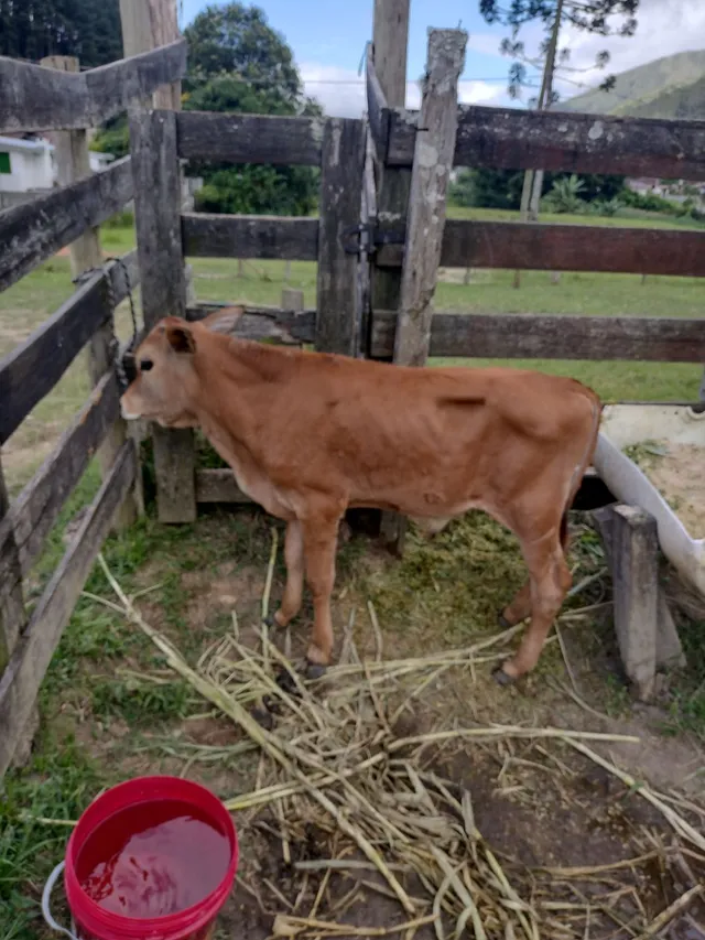 Vendo terneiro desmamado 