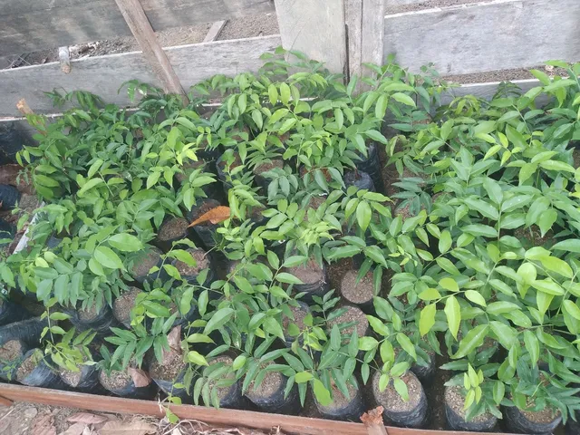 Vendo mudas de cumaru