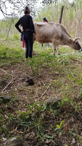 Vaca Jersey 