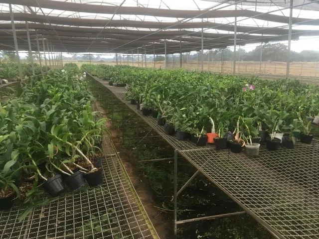 Orquideas Denphal no pote 13