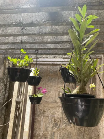 Vazos cuias para rosas do deserto e orquídea 