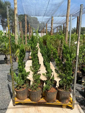 Plantas e Mudas 