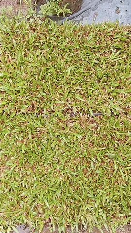 Tenha um gramado sempre verde com a grama do horto ômega 3!
