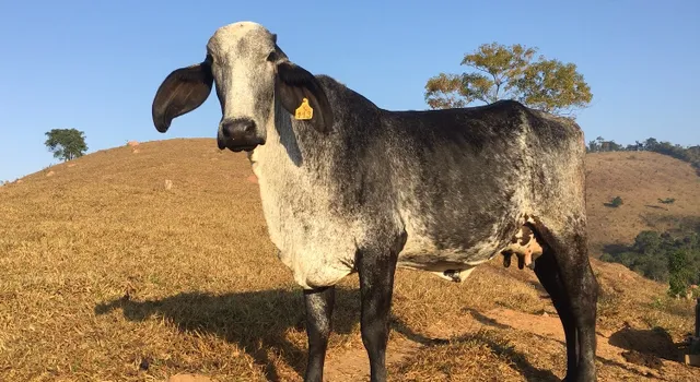 3 vacas leiteiras 