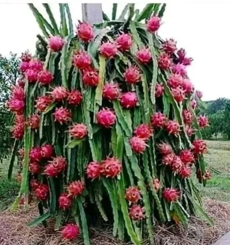 Mudas de pitaya/ parcelo nos cartões 