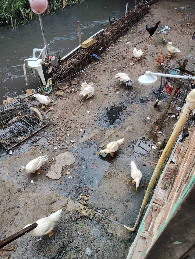 Patos a venda 
