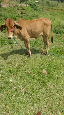 Terneira 1 ano e pouco