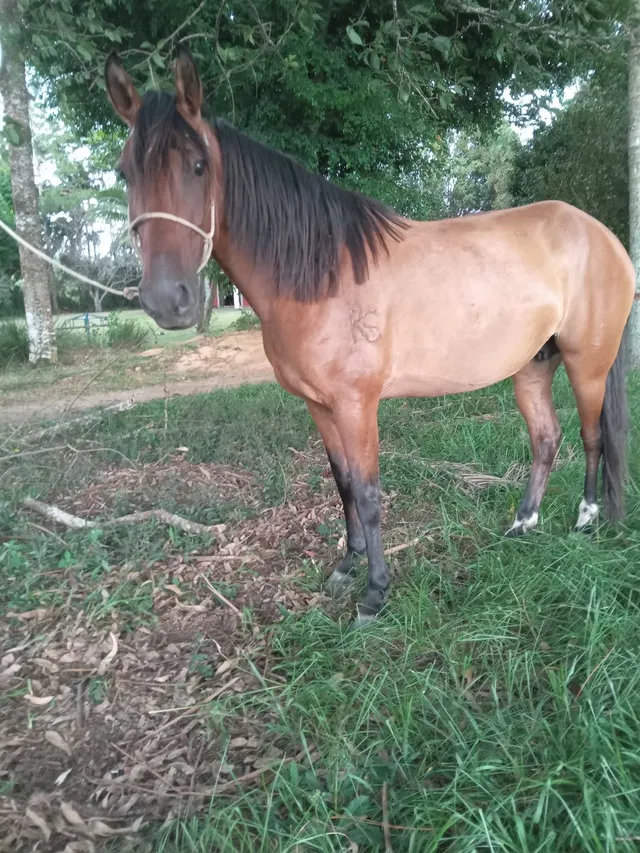 Egua mangolina