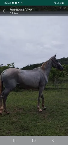 Egua manga larga 