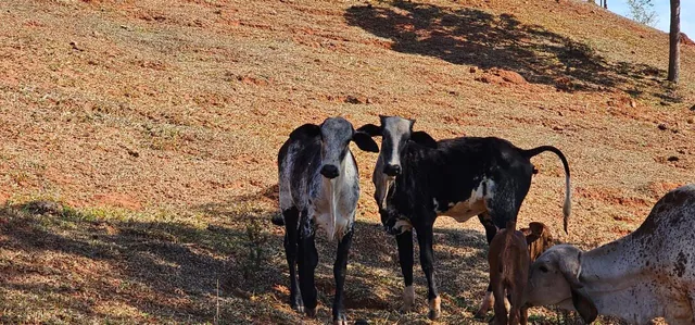 Bezerras,novilhas,vaca