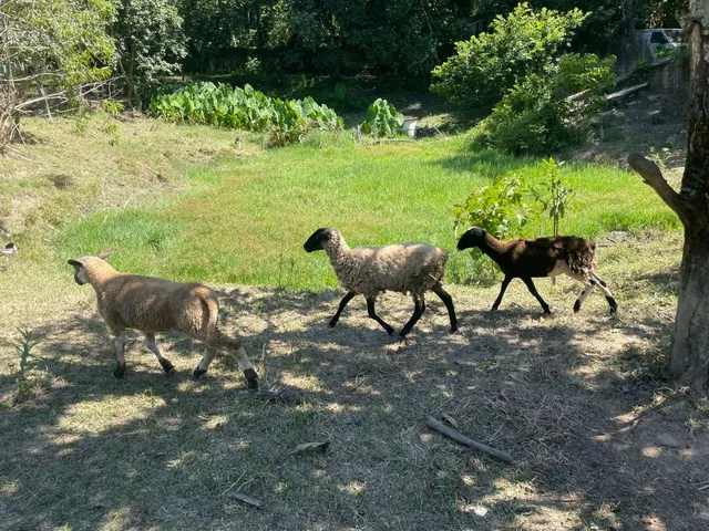Carneiras e borrego 