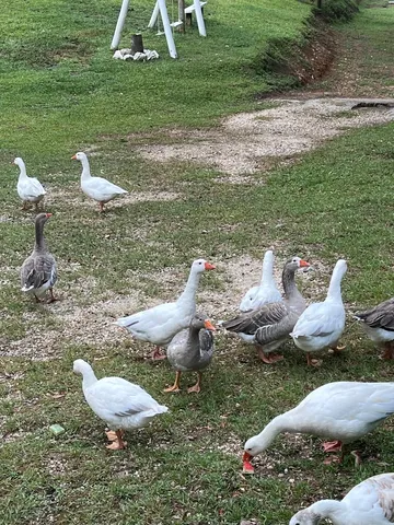 Vendo casal de gansos
