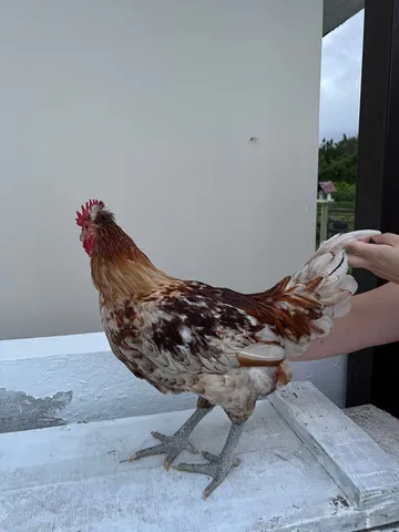 Vende se Galo de 4 meses 