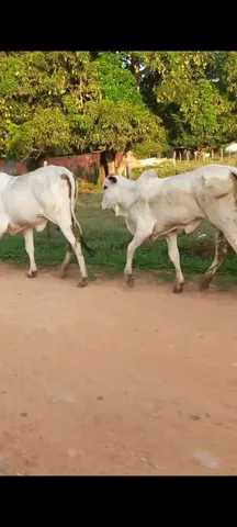 Bezerro nelore puro a venda 