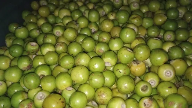 Frutos cerrado murici