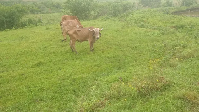 Vaca gir 