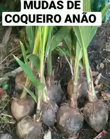 Coco anão e outras variedades de mudas 